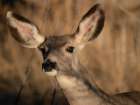 Curious mule deer doe, Bosque del Apache National Wildlife Refuge, New Mexico Art Print